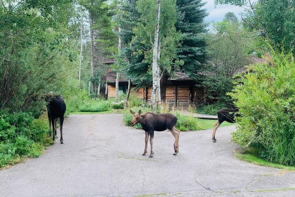 Aspen'S Cabin Wilson Esterno foto